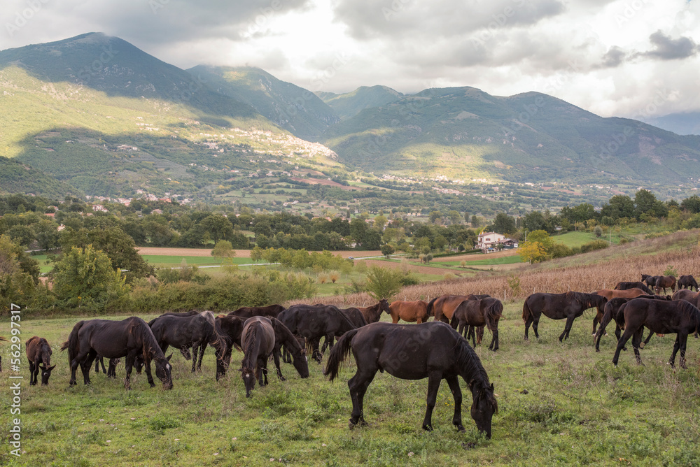 Horses graze on a hillside in Umbria, Italy