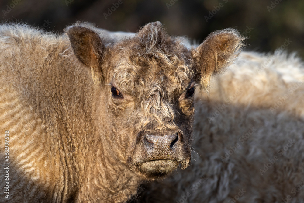 Portrait of a highland cattle in Provence, France