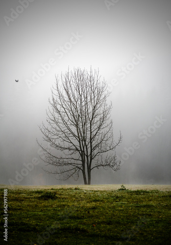 Leafless tree and a bird on a foggy winter day. Oberosterreich, Austria. photo