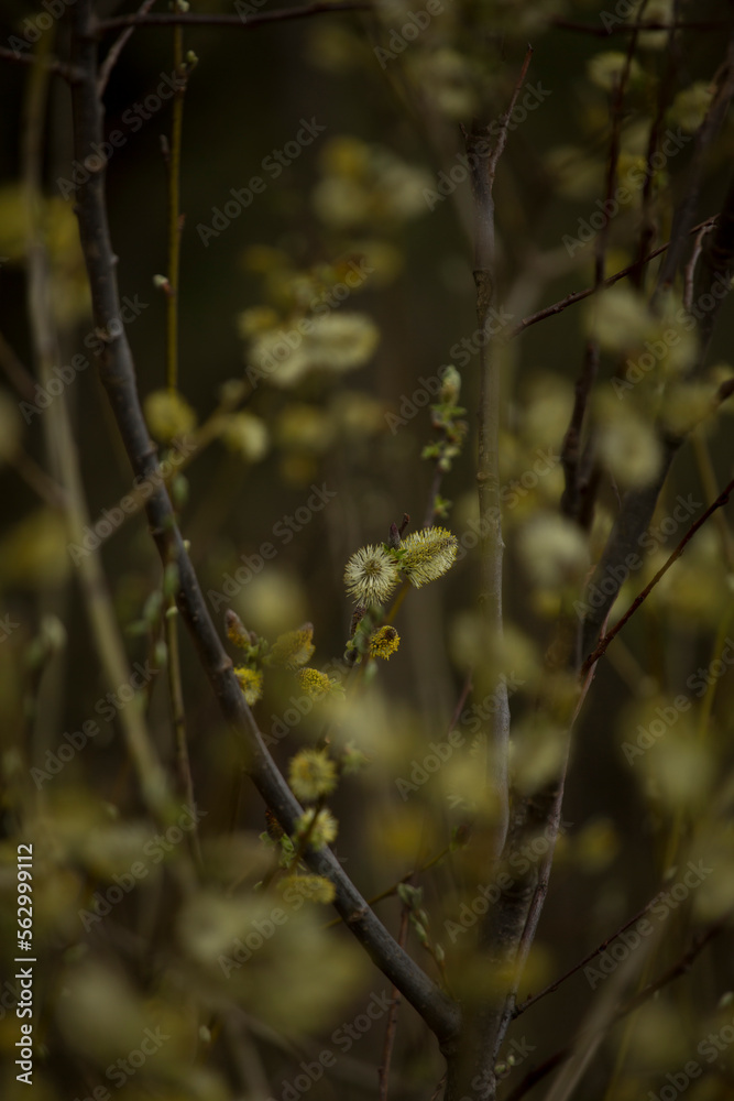 Catkins on a willow tree. Rhoen Mountains, Germany Catkins on a willow tree. Rhoen Mountains, Germany