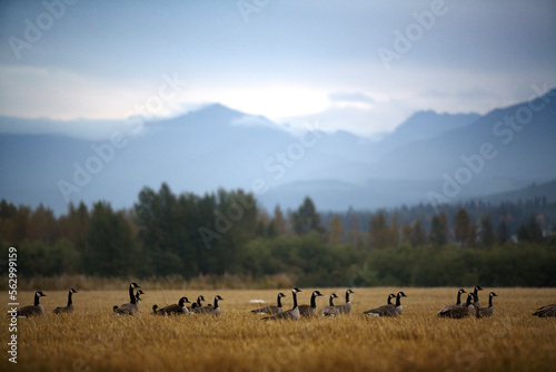 Canadian geese in a field at the base of the Olympic Mountains.