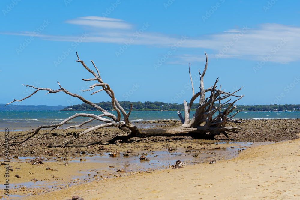 Dead tree on the beach, with view across the water to Macleay Island. Coochiemudlo Island, Queensland, Australia Dead tree on the beach, with view across the water to Macleay Island. Coochiemudlo Island, Queensland, Australia