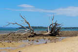 Dead tree on the beach, with view across the water to Macleay Island. Coochiemudlo Island, Queensland, Australia 