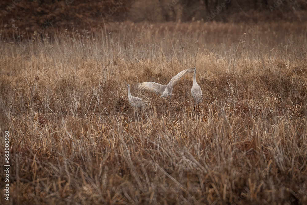 Obraz premium A family of Sandhill Cranes in the marsh grass