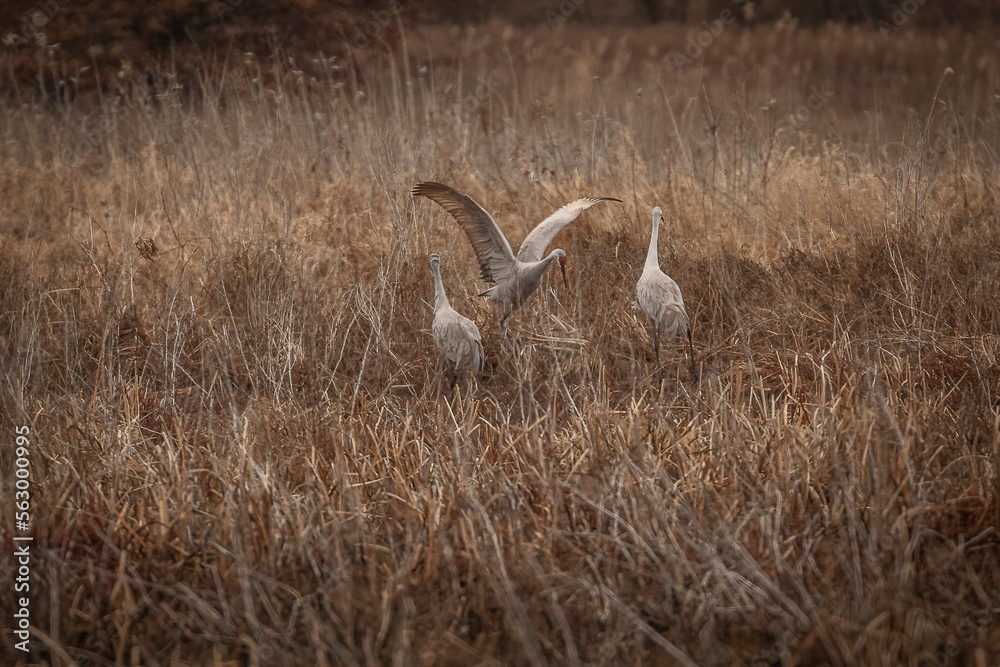 Fototapeta premium A family of Sandhill Cranes in the marsh grass