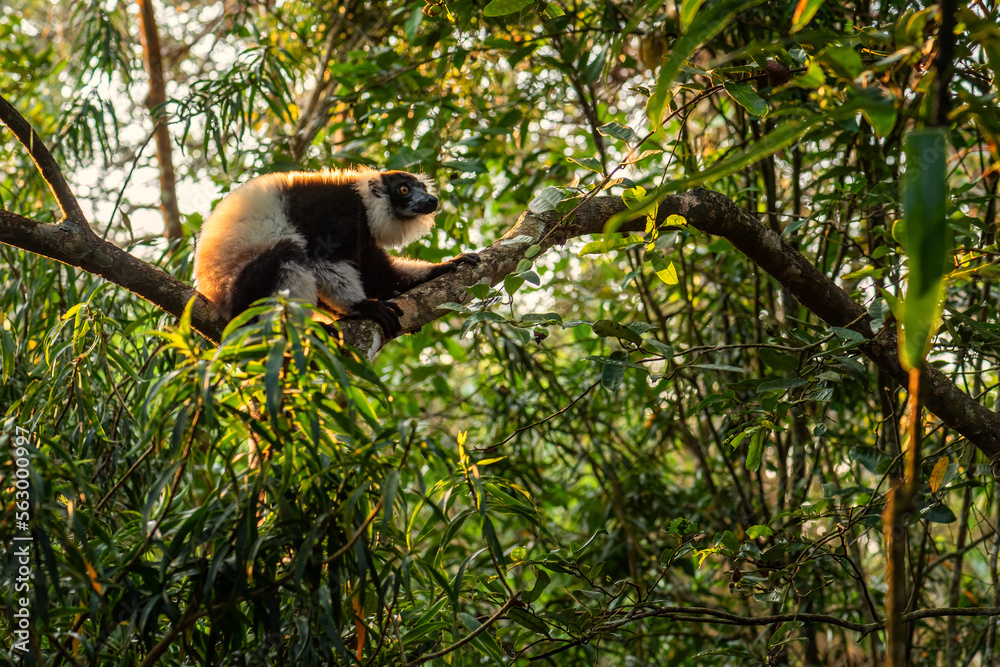 Fototapeta premium Black and White Ruffed Lemur - Varecia variegata, beautiful lemur from Madagascar east coast forests, Madagascar.