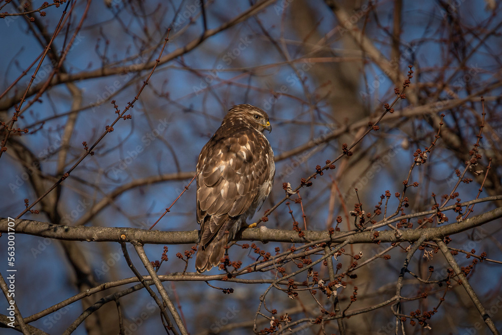 Juvenile Red-shouldered Hawk perched on a tree branch Juvenile Red-shouldered Hawk perched on a tree branch