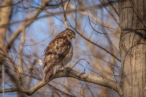 Juvenile Red-shouldered Hawk perched on a tree branch