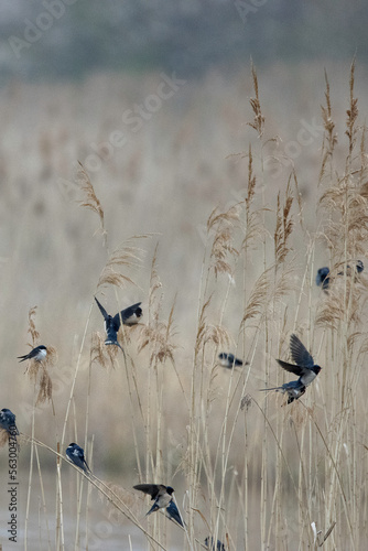 swallow © Windom