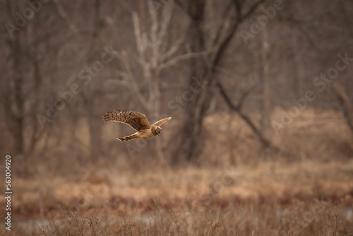 Female Northern Harrier flies over the marsh