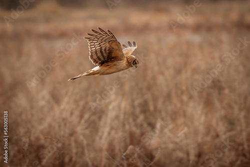 Female Northern Harrier flies over the marsh