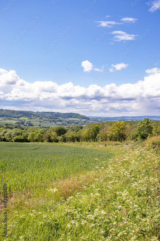 Fototapeta premium Summertime fields in England.