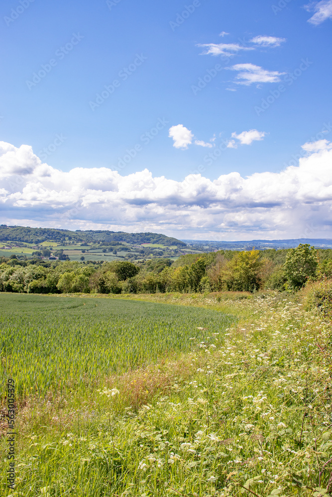Summertime fields in England.
