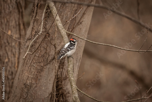 Male Downy Woodpecker pauses on a tree limb