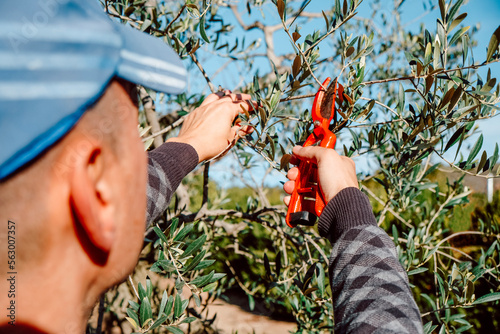 man prunes an olive tree with pruning shears