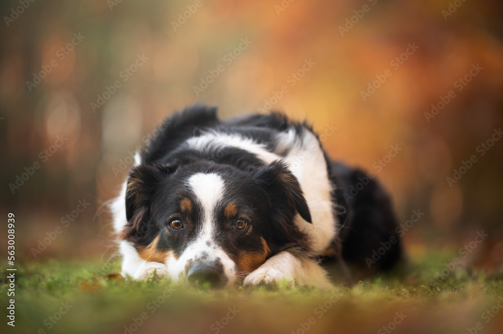 Australian shepherd dog in the park in fall.