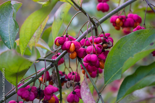 Euonymus europaeus, the spindle, European spindle, or common spindle. Autumn European plants in the garden on a blurred background.  Close up macro photo