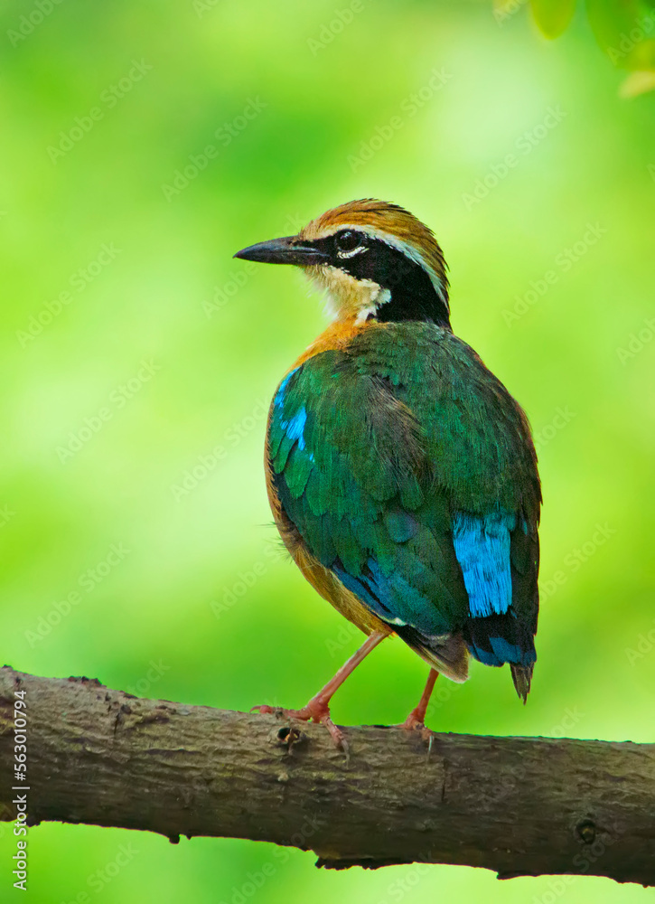 Fototapeta premium Indian Pitta