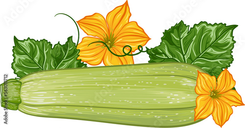 composition with fresh green zucchini with leaves and flowers on a transparent background. botanical realistic squash fruit illustration