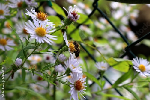 bee on a flower