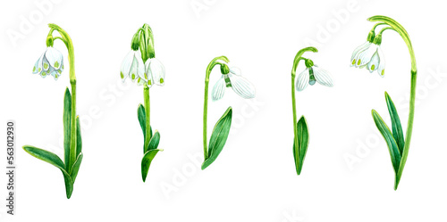 Set of hand drawn snowdrops flower. Watercolor illustration isolated on white background. Spring flowers drawing.