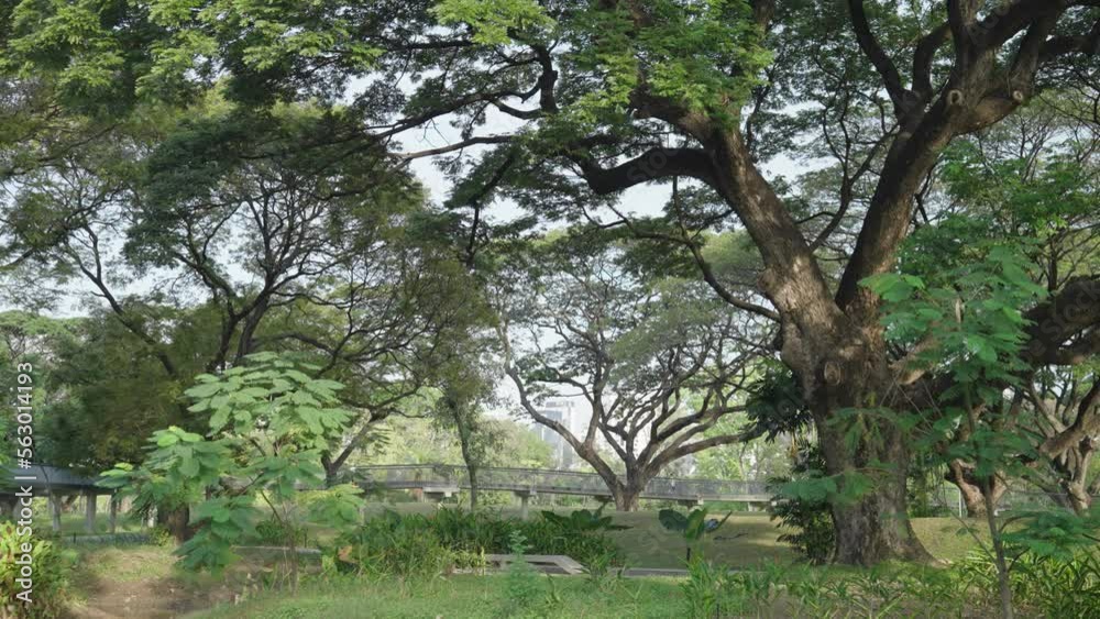 Benjakitti Benchakitti Forest Park, Bangkok, Thailand Cityscape in the Morning in Slow Motion Benjakitti Benchakitti Forest Park, Bangkok, Thailand Cityscape in the Morning in Slow Motion