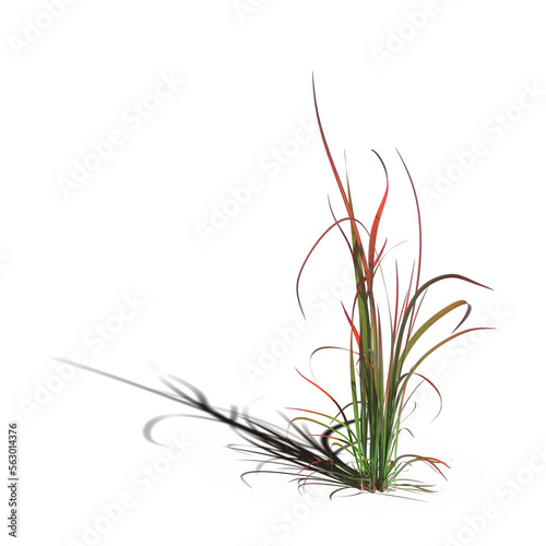 wild field grass with a shadow under it  isolated on a transparent background  3D illustration  cg render 