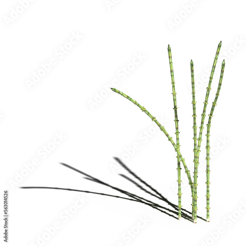 wild field grass with a shadow under it  isolated on a transparent background  3D illustration  cg render 