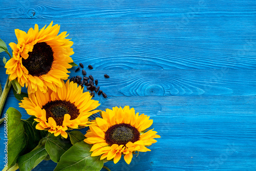 Blooming yellow sunflowers with black seeds. Harvest season background