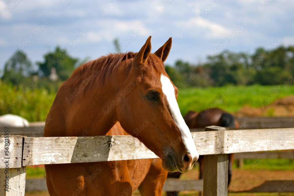 Beautiful sorrel brown horse on a beautiful sunny day enjoying a pasture Beautiful sorrel brown horse on a beautiful sunny day enjoying a pasture