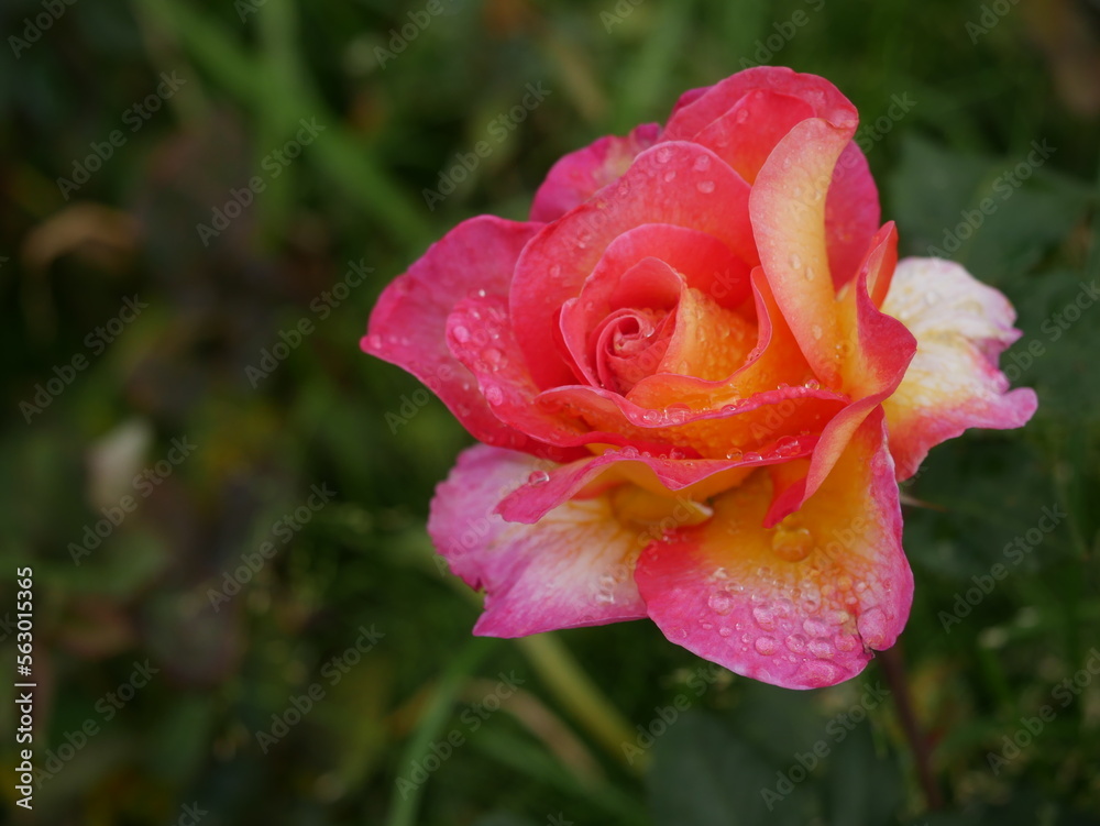 Rose mit Wassertropfen