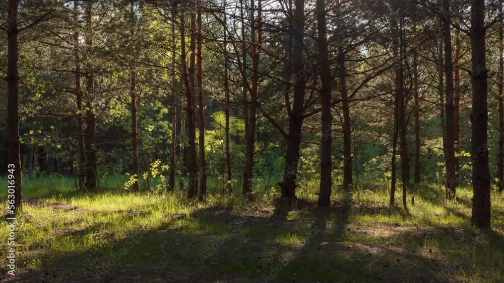 View of Summer Forest illuminated by sun rays. Time-lapse. View of Summer Forest illuminated by sun rays. Time-lapse.