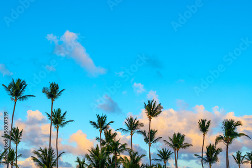 Palm trees agains a sky in a Caribbean beach