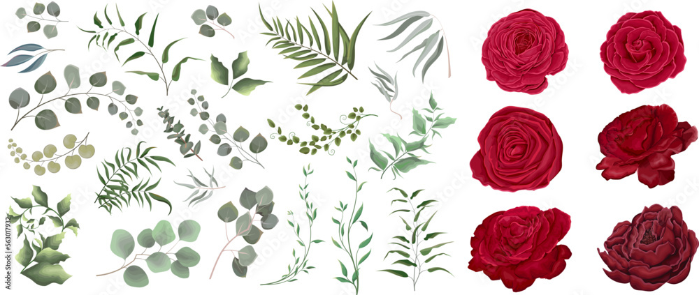 A large vector collection of flowers and plants. Juicy eucalyptus, green plants and leaves. Red mix of flowers, roses, ranunculus. All elements are isolated A large vector collection of flowers and plants. Juicy eucalyptus, green plants and leaves. Red mix of flowers, roses, ranunculus. All elements are isolated
