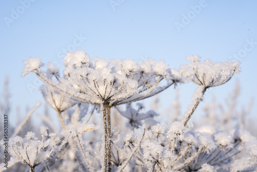 winter view with frost and snow covered dry plants