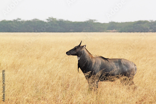Photography The Bluebull