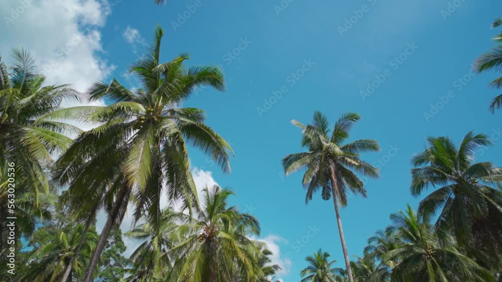 Beautiful palm trees in the sky. Green palm leaves low angle against sky. no people. Beautiful palm trees in the sky. Green palm leaves low angle against sky. no people.