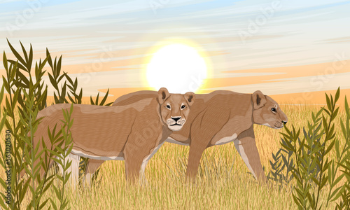 A pair of lionesses on the hunt in the African savannah. African wild predators. Realistic vector landscape
