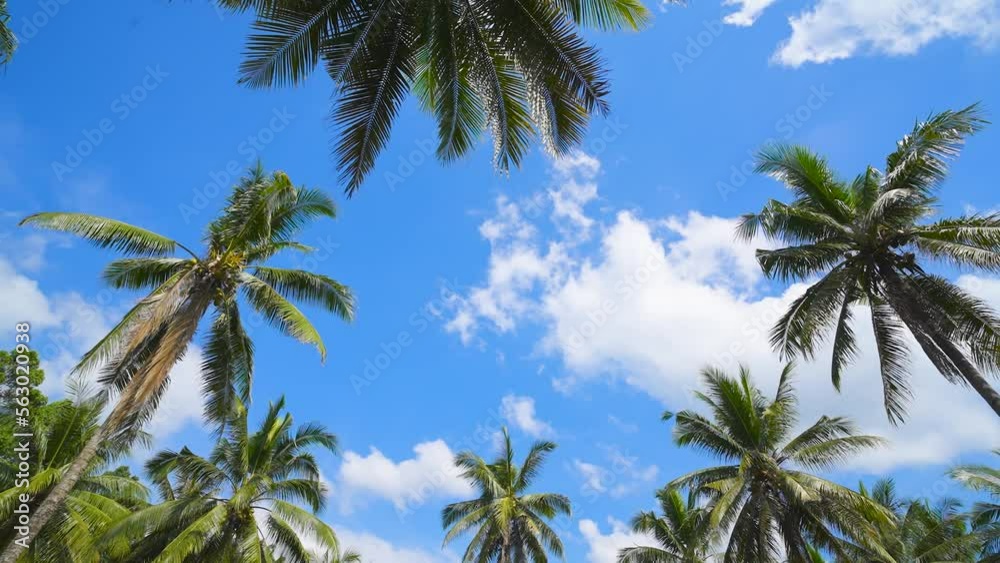 palm trees on sky. coconut trees bottom view sun shining through branches. palm trees on sky. coconut trees bottom view sun shining through branches.