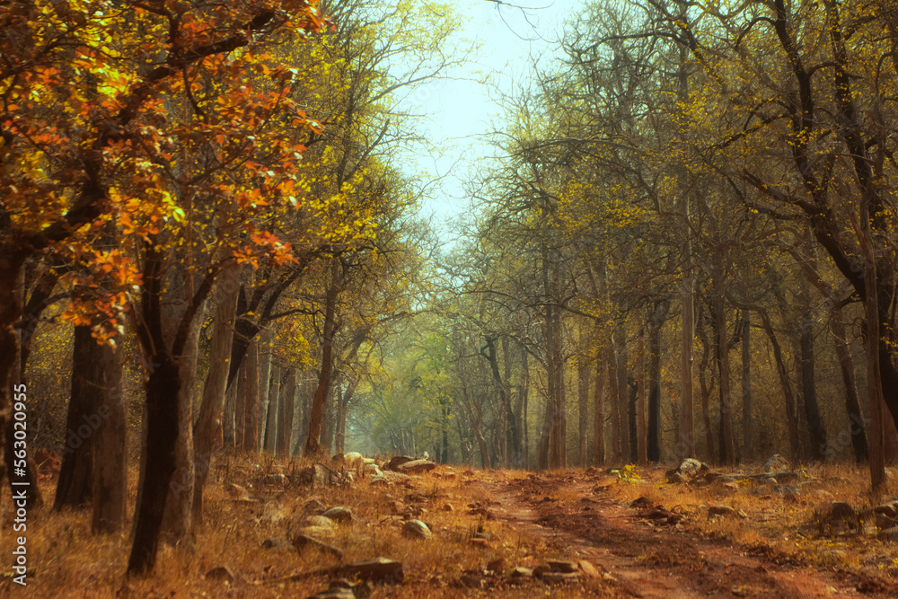 Obraz premium The Forest of India
