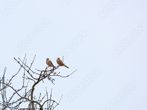 pair of kesterels on a bare tree