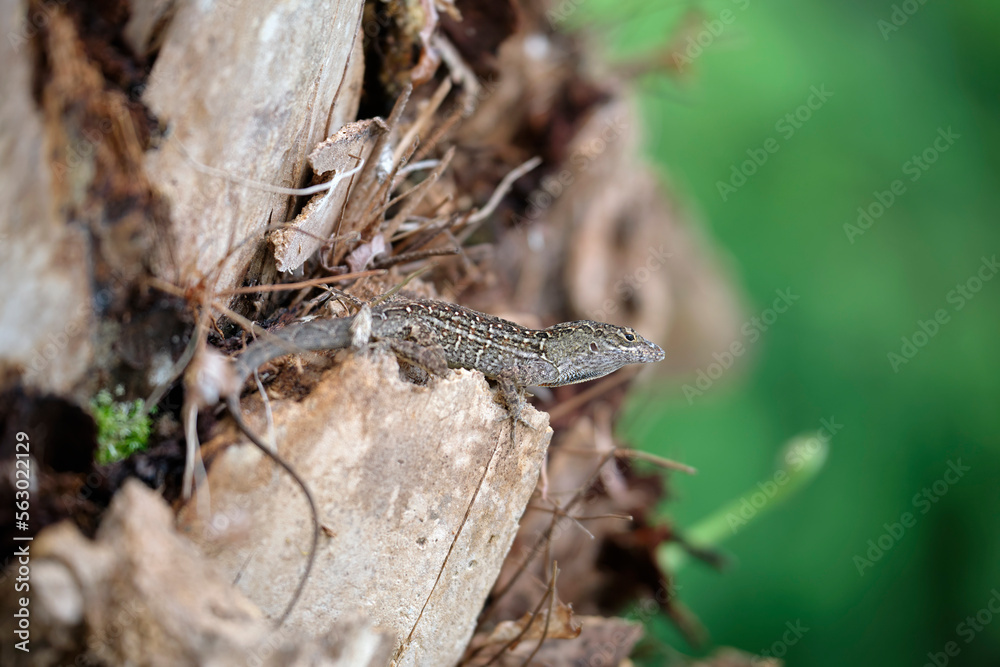 Macro closeup of blown alone lizard warming on summer sun. Anolis sagrei small reptile in native to Florida USA Macro closeup of blown alone lizard warming on summer sun. Anolis sagrei small reptile in native to Florida USA