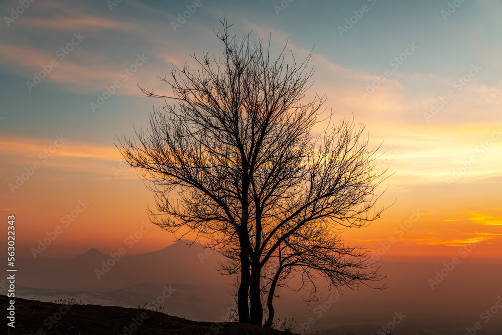 Fototapeta premium Tree silhouette on the bright colorful sunset .
