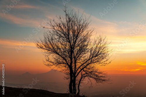 Tree silhouette on the bright colorful sunset . © Inga Av