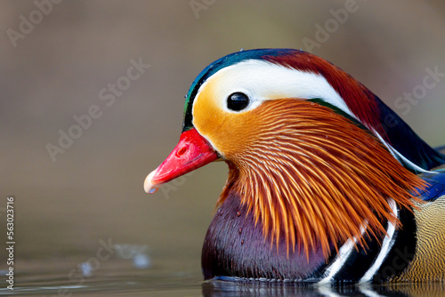 mandarin duck portrait