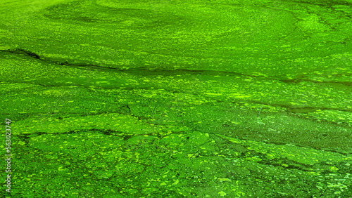Green Algea