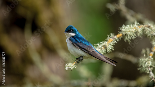 Tree Swallow Perched