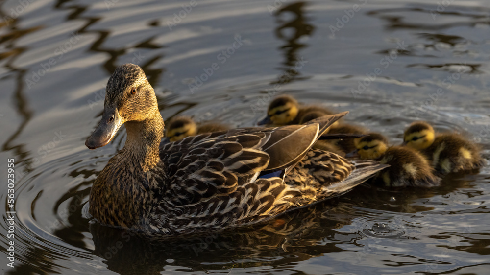 duck and ducklings