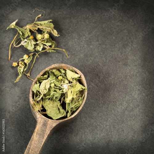 Dry dehydrated leaves of guasca - Galinsoga parviflora. photo