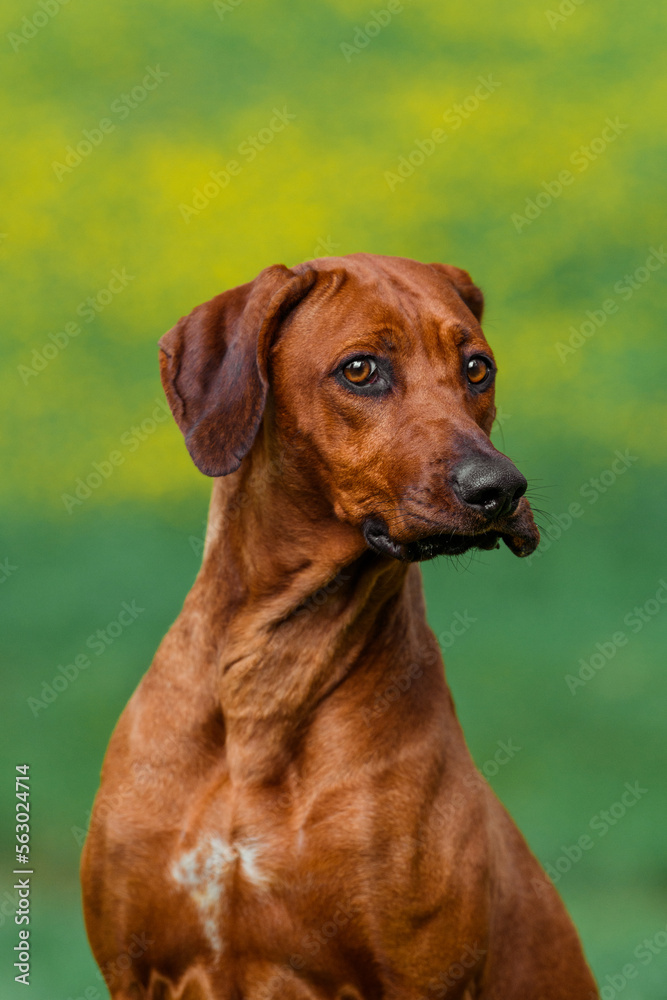 Rhodesian ridgeback dog making silly face expressions